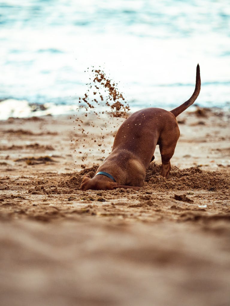 A playful dog energetically digs in the sand at the beach - finance budget uk